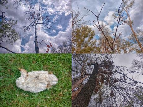 Autoridades siguen dejando morir el Parque de Morales