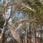 Autoridades siguen dejando morir el Parque de Morales