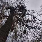 Autoridades siguen dejando morir el Parque de Morales