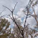 Autoridades siguen dejando morir el Parque de Morales
