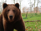 nuevas tecnologías unidas bienestar animal España