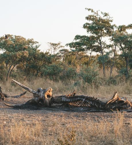 cheetahplains-15 ▷ Alojarse en Cheetah Plains en Sabi Sands