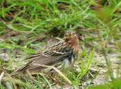 Bisbita gorgirrojo Cabo Peñas