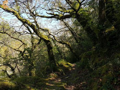 Senderismo en el río Tambre (Noia)