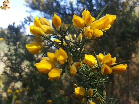Senderismo en el río Tambre (Noia)