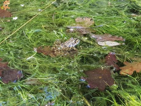 Senderismo en el río Tambre (Noia)