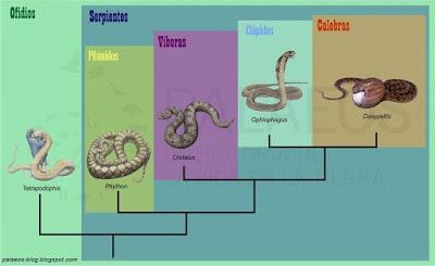 ¿Es serpiente, culebra o víbora?