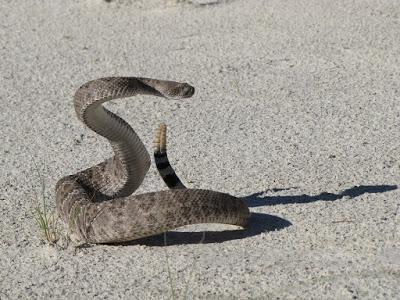 ¿Es serpiente, culebra o víbora?