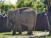 Aplican muerte asistida elefante hembra parque ecológico zacango