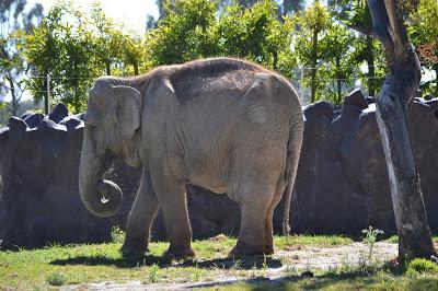 APLICAN MUERTE ASISTIDA A ELEFANTE HEMBRA EN EL PARQUE ECOLÓGICO ZACANGO