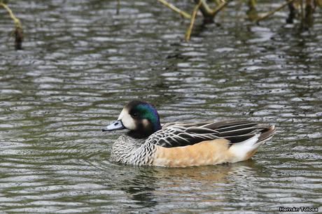 Patos y otras acuáticas en la costanera del Lácar