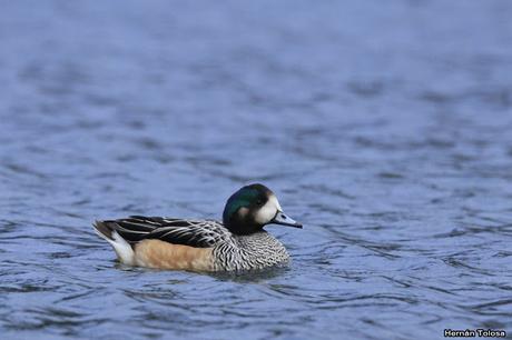 Patos y otras acuáticas en la costanera del Lácar