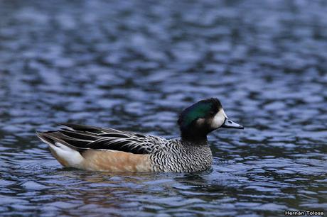 Patos y otras acuáticas en la costanera del Lácar