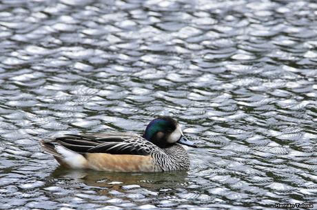 Patos y otras acuáticas en la costanera del Lácar