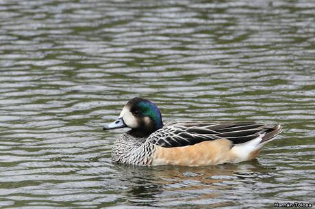 Patos y otras acuáticas en la costanera del Lácar