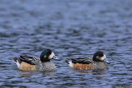 Patos y otras acuáticas en la costanera del Lácar