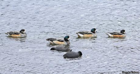 Patos y otras acuáticas en la costanera del Lácar