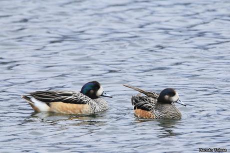 Patos y otras acuáticas en la costanera del Lácar