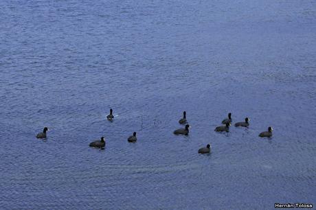 Patos y otras acuáticas en la costanera del Lácar