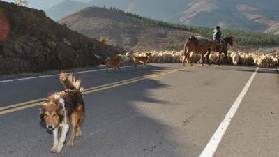 Los perros chiveros, fieles trabajadores de los arreos