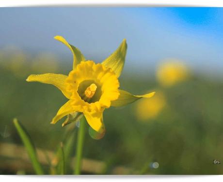 Lirón: nuestra flor por excelencia.