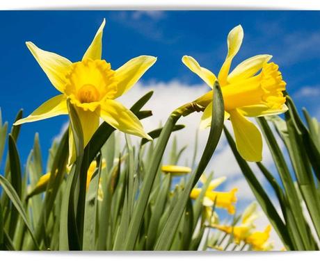 Lirón: nuestra flor por excelencia.