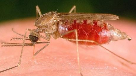 Historias de la Malaria: la vacuna