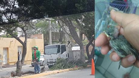 Denuncia: Aves son afectadas por la “poda de árboles” en San Luis Potosí
