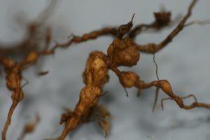 Nematodos el enemigo invisible de nuestras planta