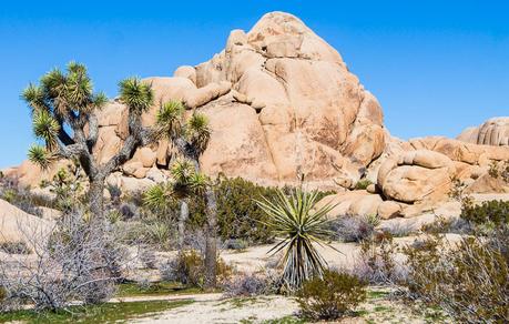 ▷ 8 cosas increíbles para hacer en el Parque Nacional Joshua Tree, California joshua-tree-national-park-california-1 ▷ 8 cosas increíbles para hacer en el Parque Nacional Joshua Tree, California