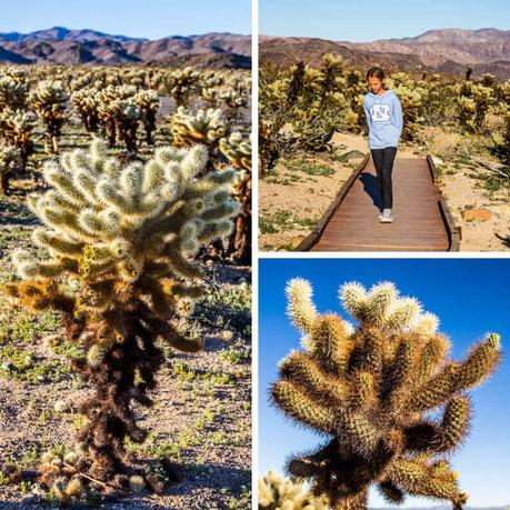 Cholla-Garden-1 ▷ 8 cosas increíbles para hacer en el Parque Nacional Joshua Tree, California