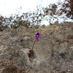 Galería: Así quedó la Sierra de San Miguelito tras el incendio