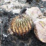 Galería: Así quedó la Sierra de San Miguelito tras el incendio