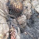 Galería: Así quedó la Sierra de San Miguelito tras el incendio