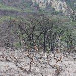 Galería: Así quedó la Sierra de San Miguelito tras el incendio