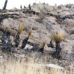 Galería: Así quedó la Sierra de San Miguelito tras el incendio