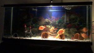 LA ACUARIOFILIA UN HOBBY MUY DIVERTIDO