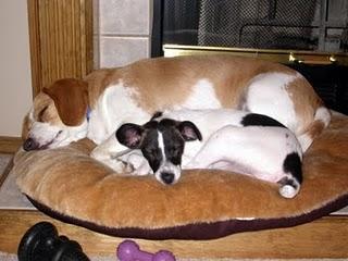 Comportamiento de descanso del perro