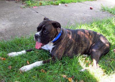 Comportamiento de descanso del perro