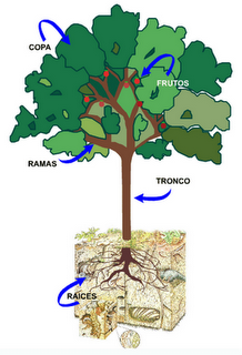 Partes del Árbol