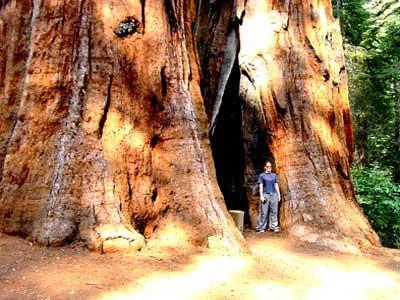 Arbol gigante : Secoya//sequoia