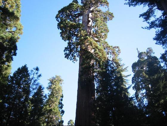 Arbol gigante : Secoya//sequoia