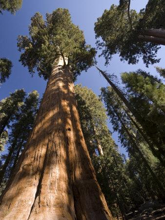 Arbol gigante : Secoya//sequoia