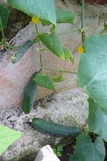 Esta primavera me desquité