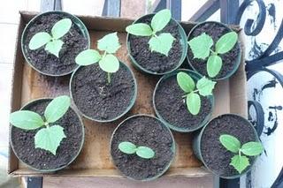 Esta primavera me desquité