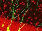 Depresion Estres reducen Neurogenesis