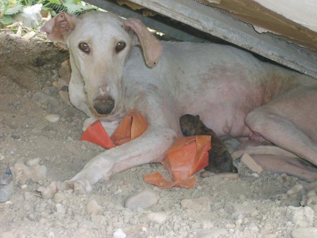 Galga con sarna y su cachorro necesitan ayuda (Sevilla)