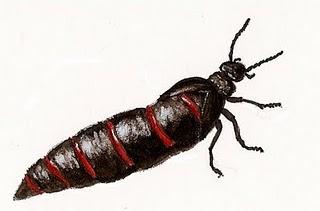 El extraño viaje del aceitero