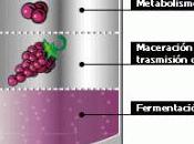 Elaboración maduración vinos