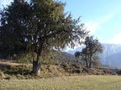 Árboles singulares Huesca Enebro José (Campo-Biescas)